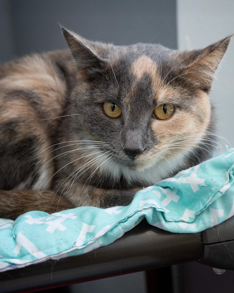 Beatris, Adoptable, Young Female Domestic Short Hair.
