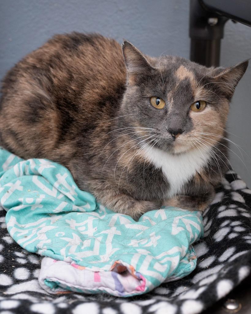 Beatris, a Adoptable mixed breed in Boone, IA image 2/3