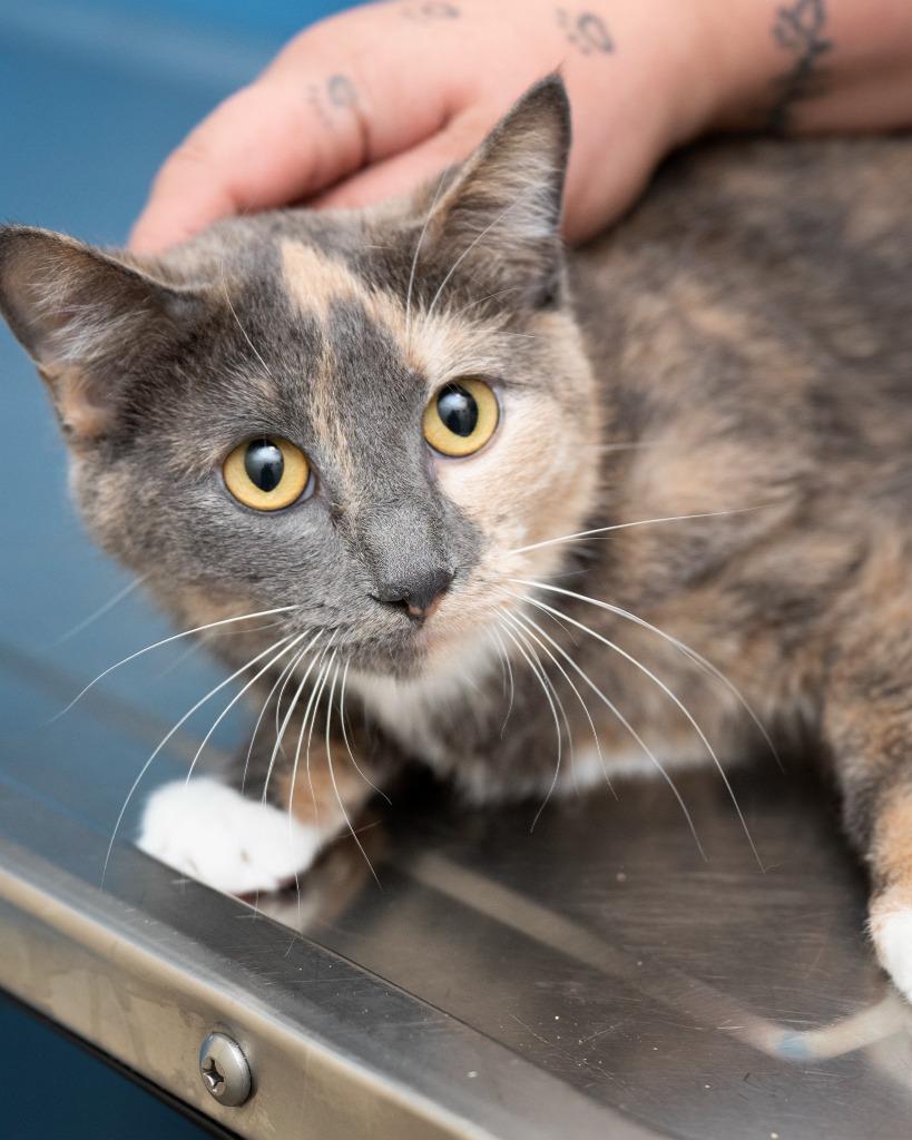 Beatris, a Adoptable mixed breed in Boone, IA image 3/3
