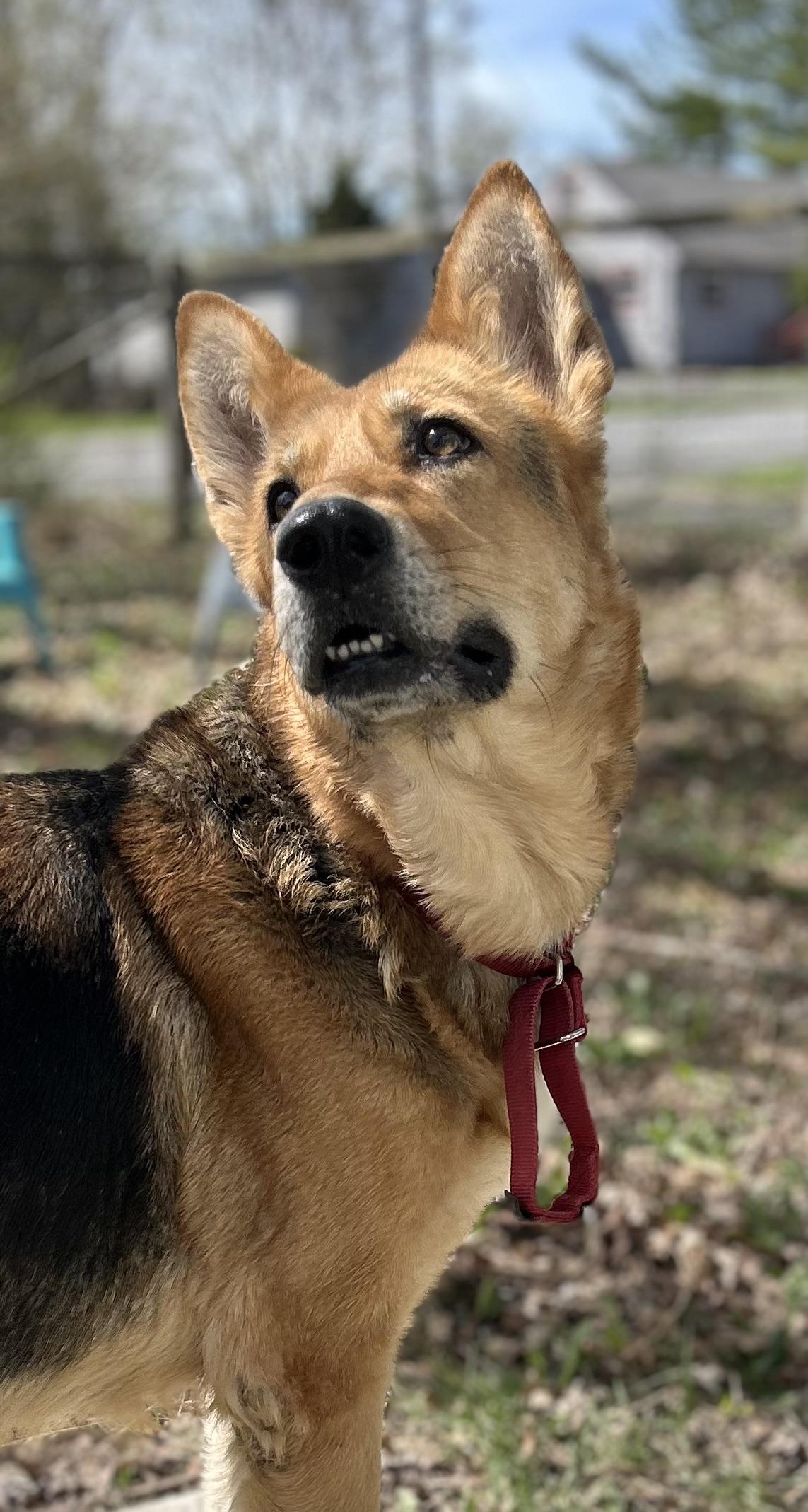 Enlarge Lexi, an adoptable German Shepherd Dog in New York, NY image 3/4