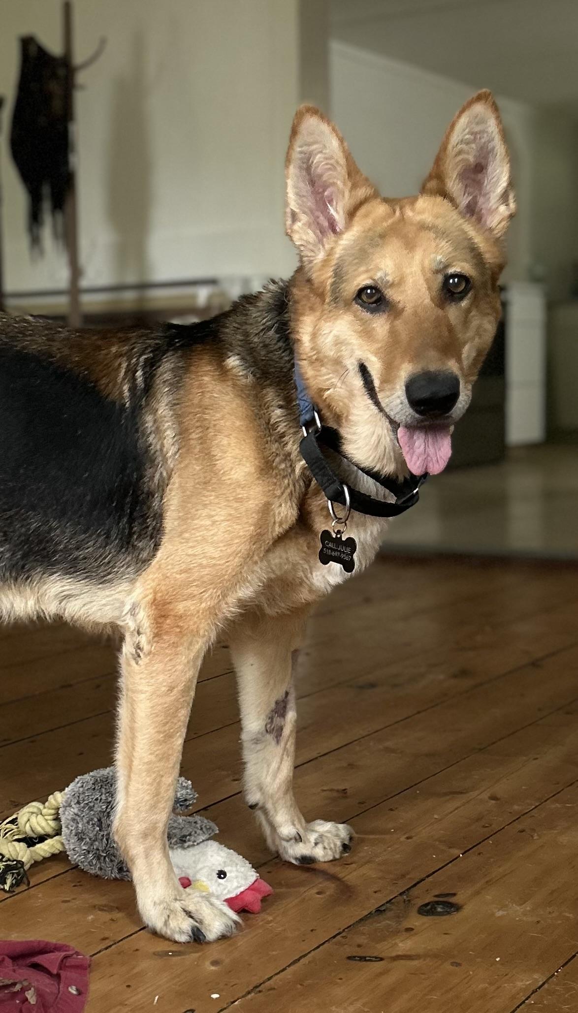 Enlarge Lexi, an adoptable German Shepherd Dog in New York, NY image 1/4