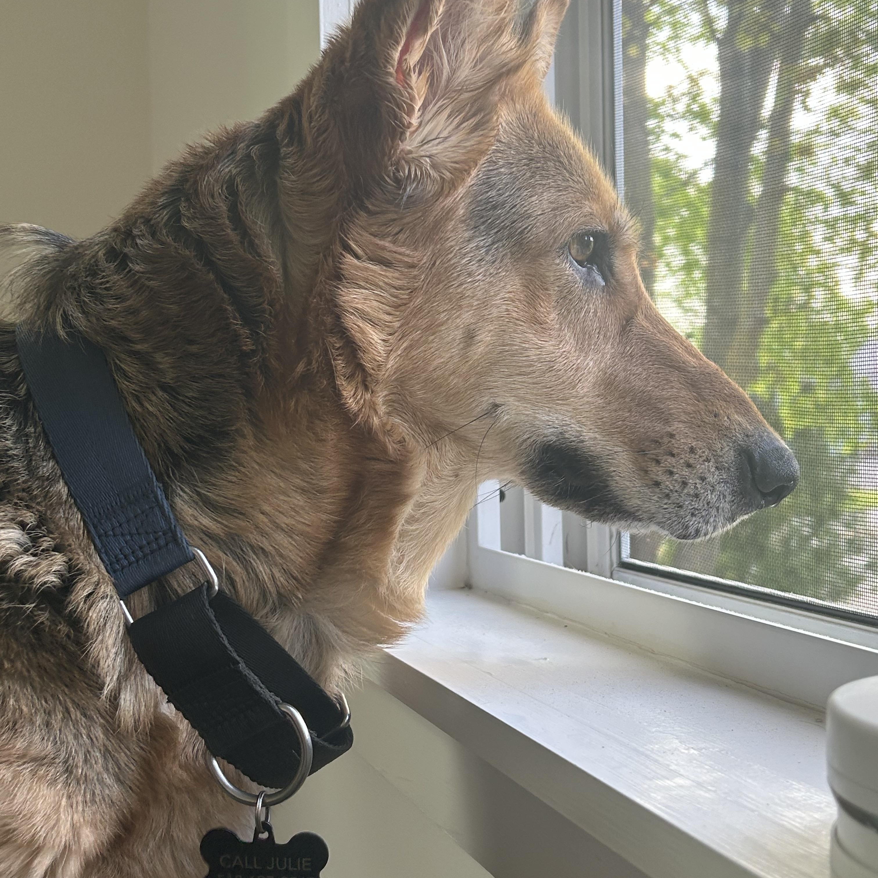 Enlarge Lexi, an adoptable German Shepherd Dog in New York, NY image 4/4