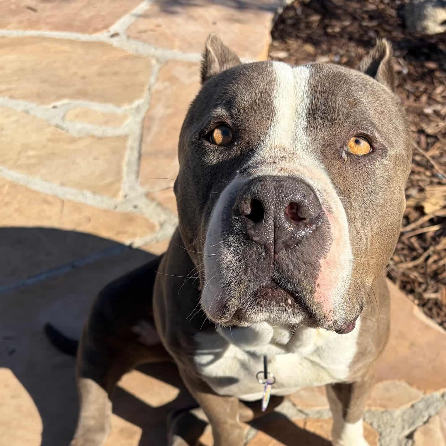 Kitty, ADOPTABLE, Young Female Pit Bull Terrier & American Staffordshire Terrier.