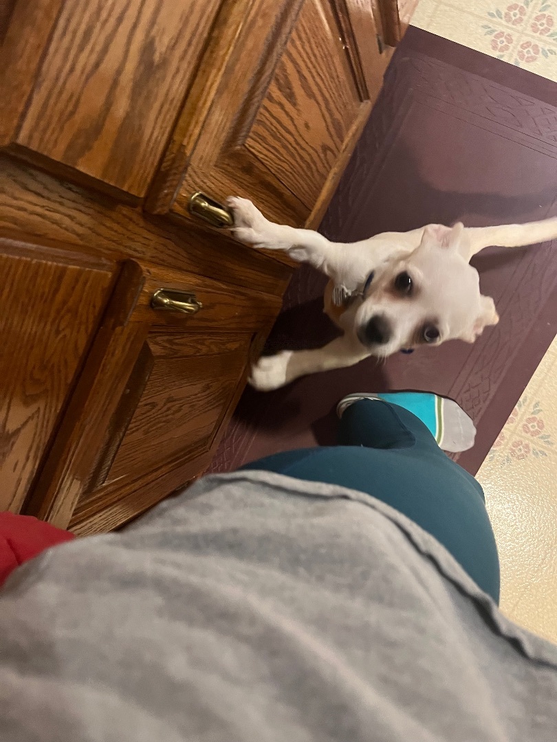 Tater, Adopted, Young Male Chihuahua.