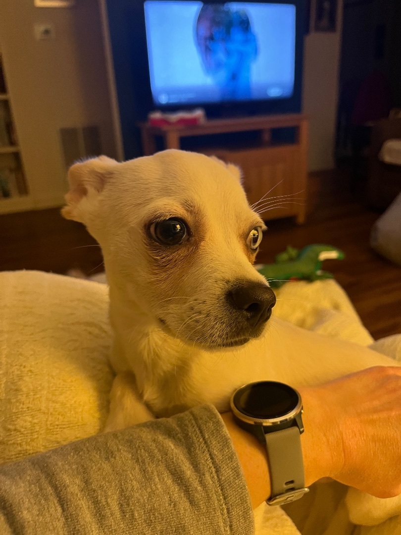 Enlarge Tater, a Adopted mixed breed in Fisty, KY image 2/4