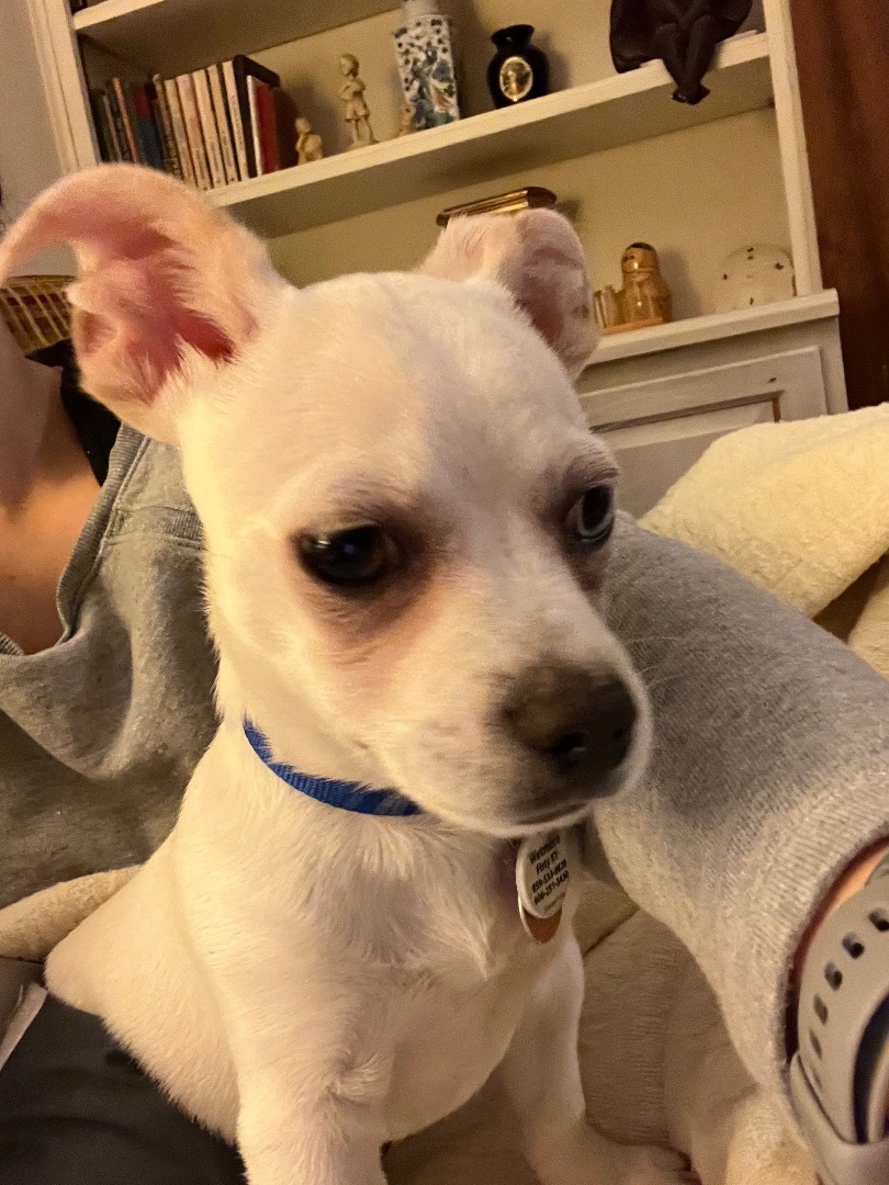 Enlarge Tater, a Adopted mixed breed in Fisty, KY image 3/4