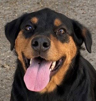 Enlarge Sarasota, a Adoptable Doberman Pinscher in Carrollton, GA image 1/3