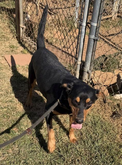 Enlarge Sarasota, a Adoptable Doberman Pinscher in Carrollton, GA image 2/3