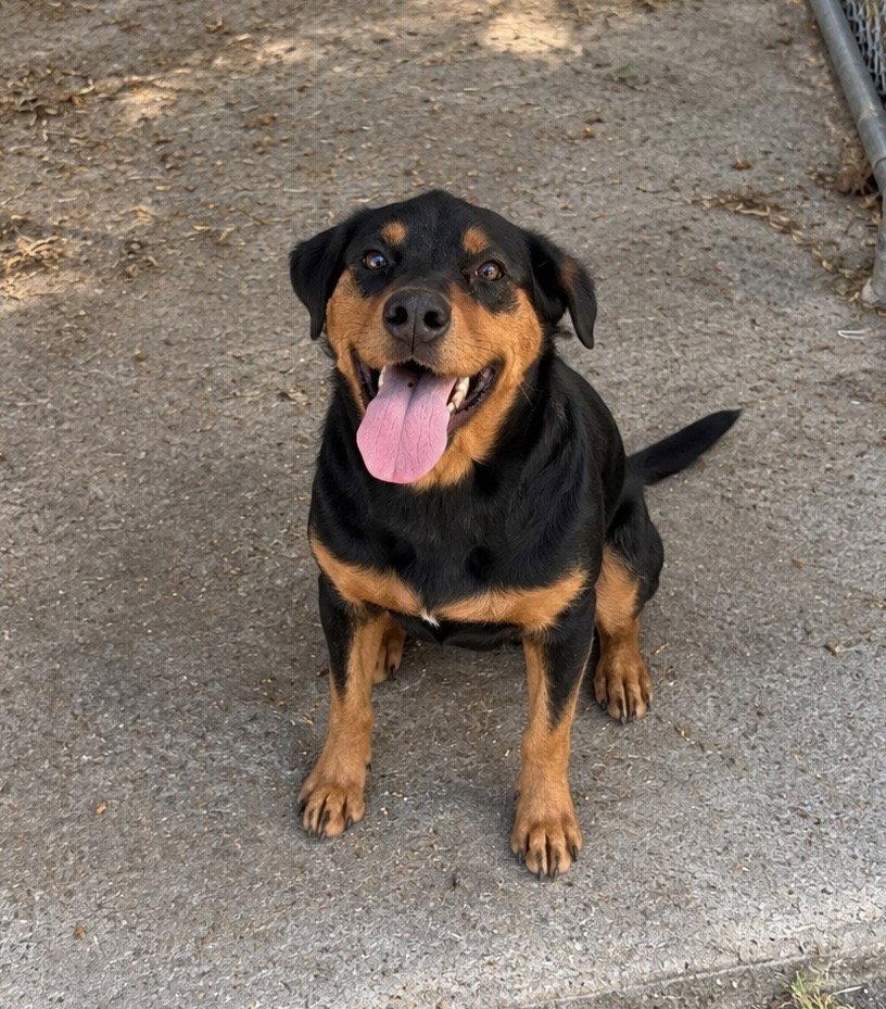Enlarge Sarasota, a Adoptable Doberman Pinscher in Carrollton, GA image 3/3