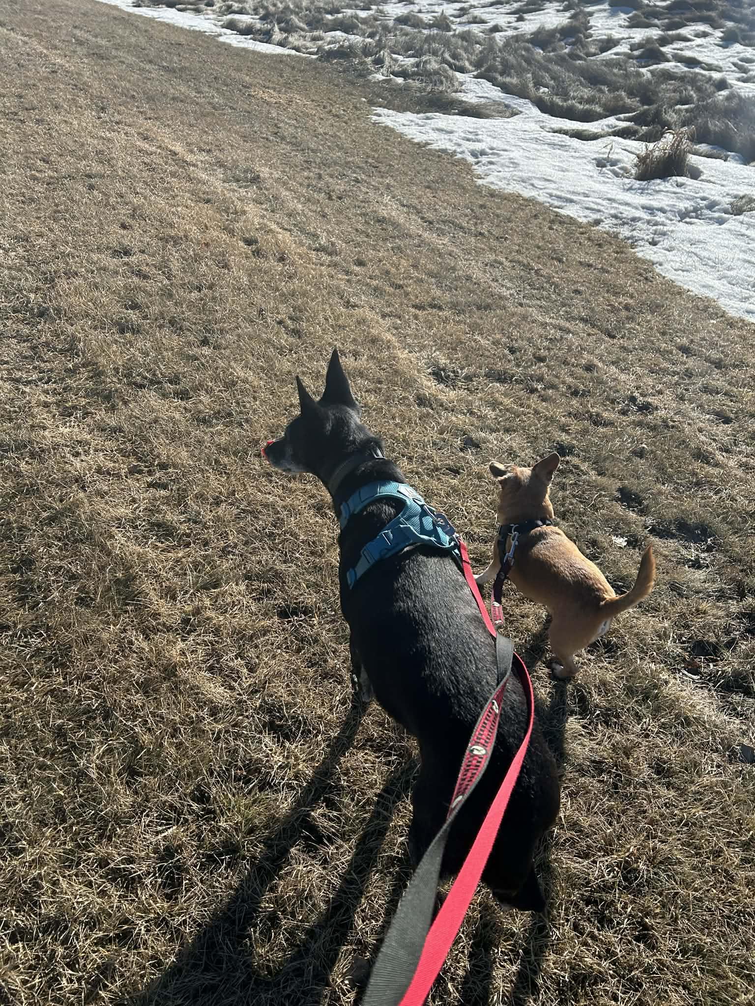 Enlarge Kenan, a ADOPTABLE mixed breed in Didsbury, AB image 2/4