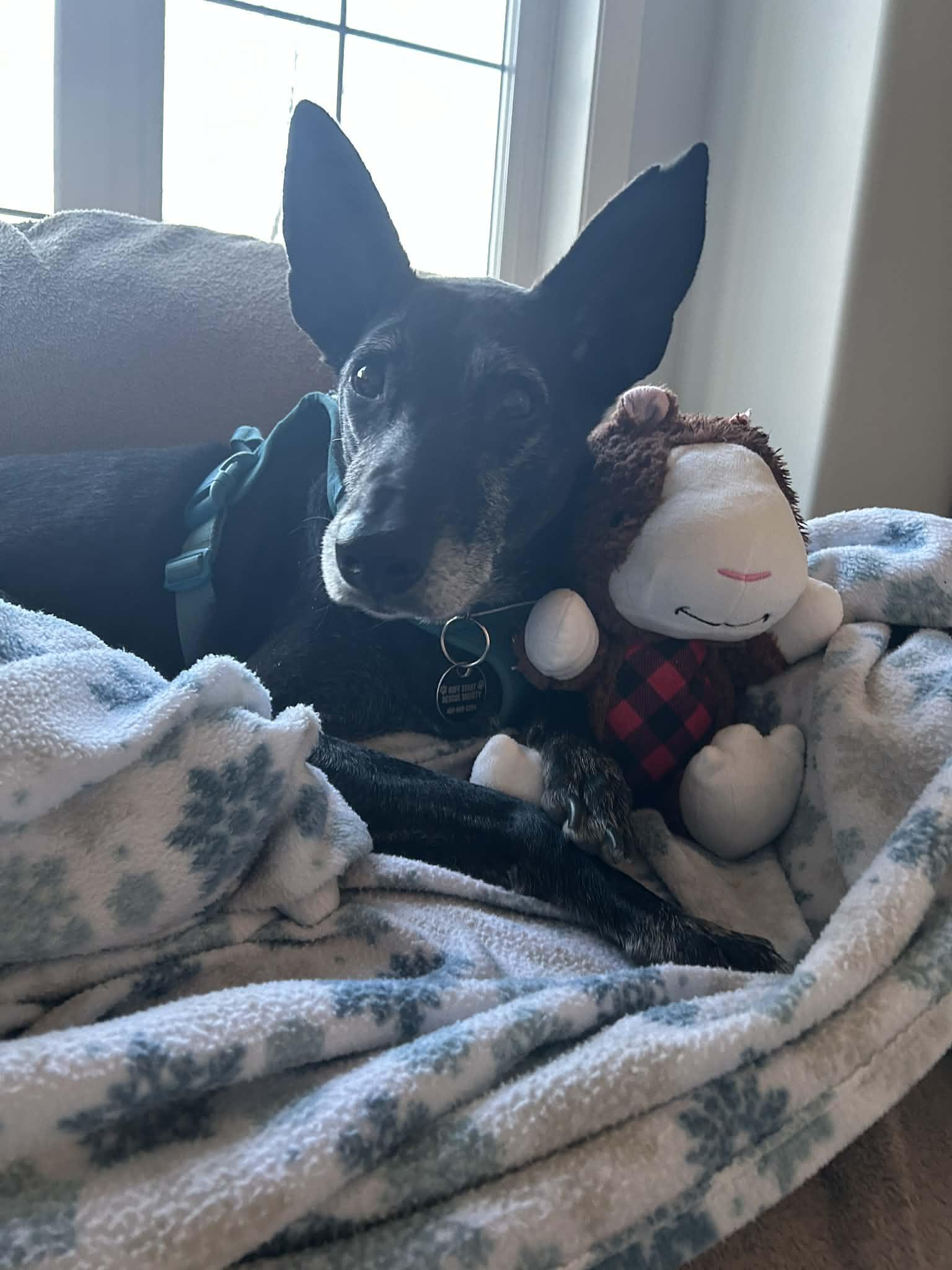 Enlarge Kenan, a ADOPTABLE mixed breed in Didsbury, AB image 3/4