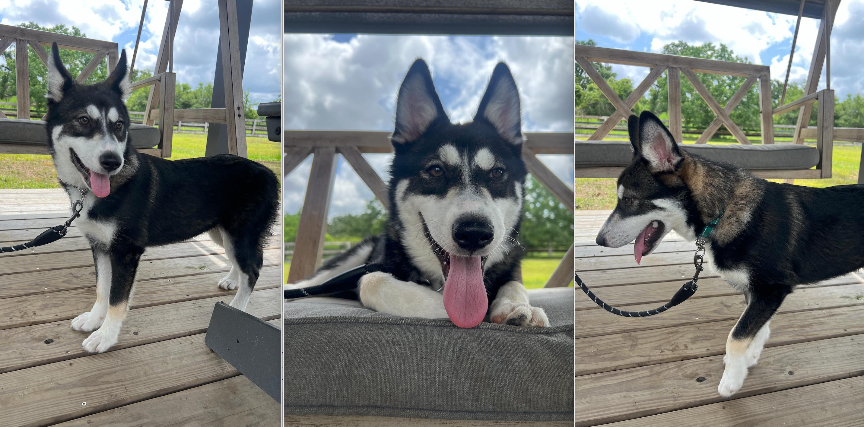 MADDIE, an adopted Husky in Seattle, WA image 5/6