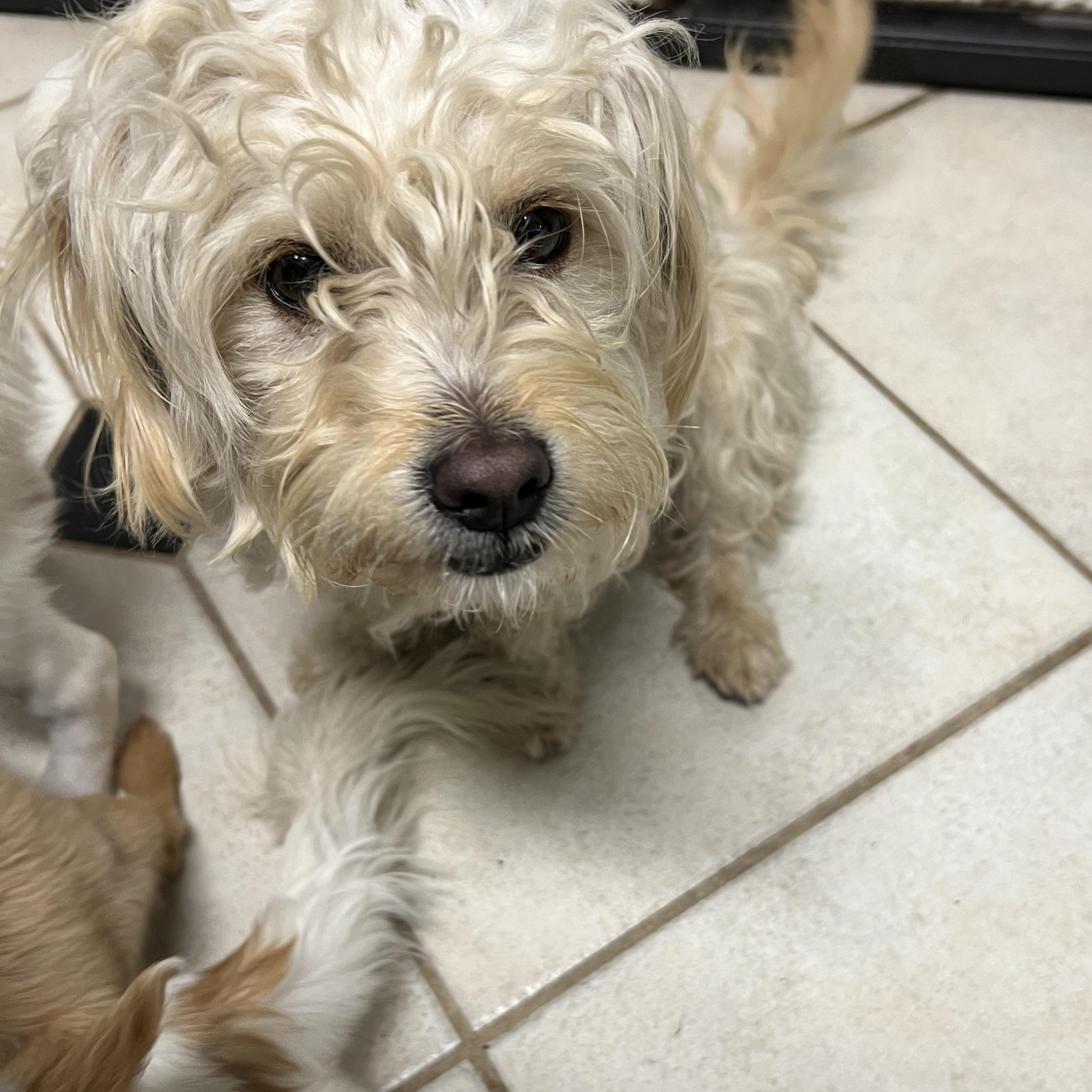 Milan, adopted, Young Male Schnoodle.