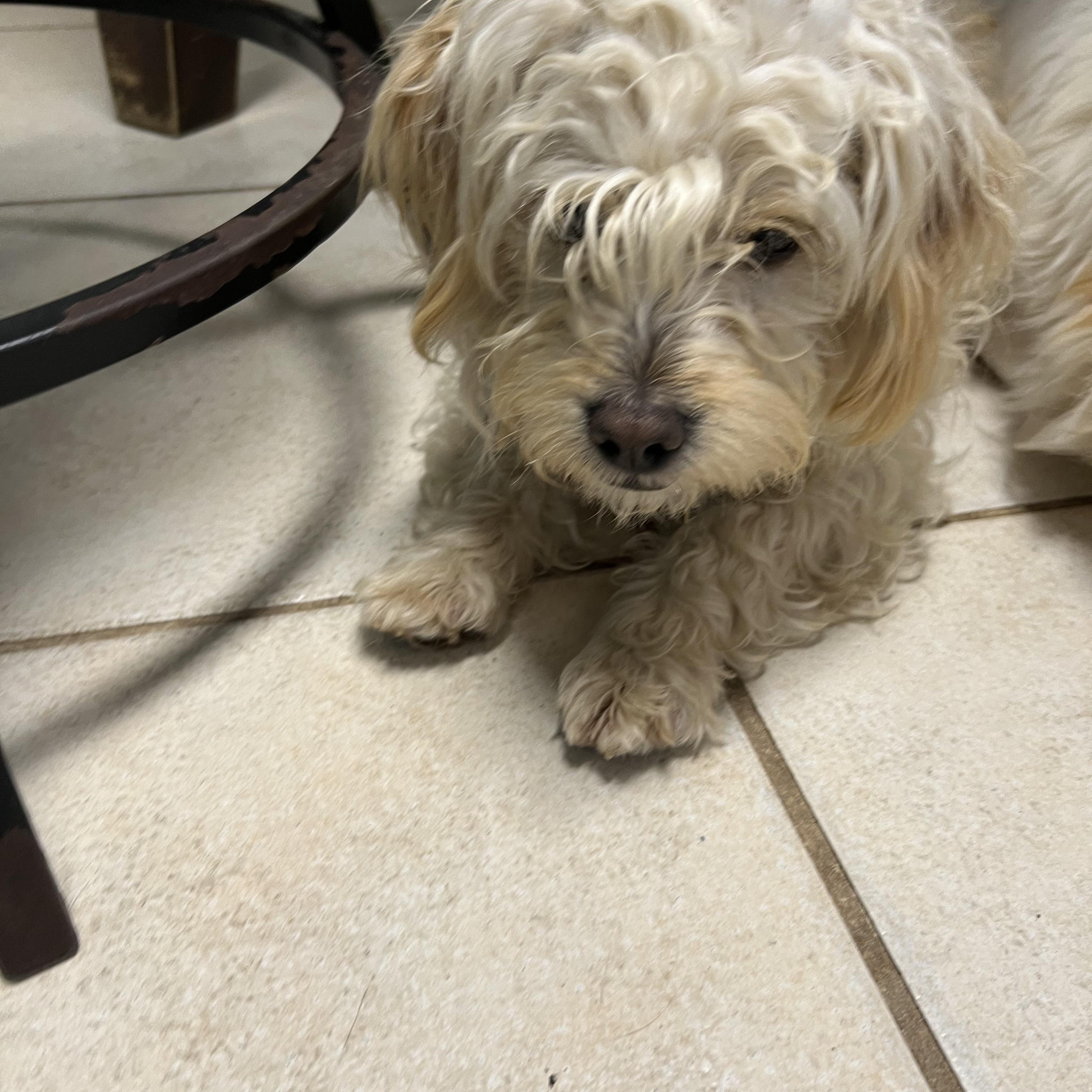 Milan, an adopted mixed breed in West Islip, NY image 3/3