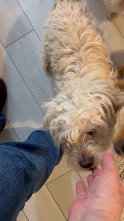 Enlarge Milan, an adopted mixed breed in West Islip, NY video 2/3