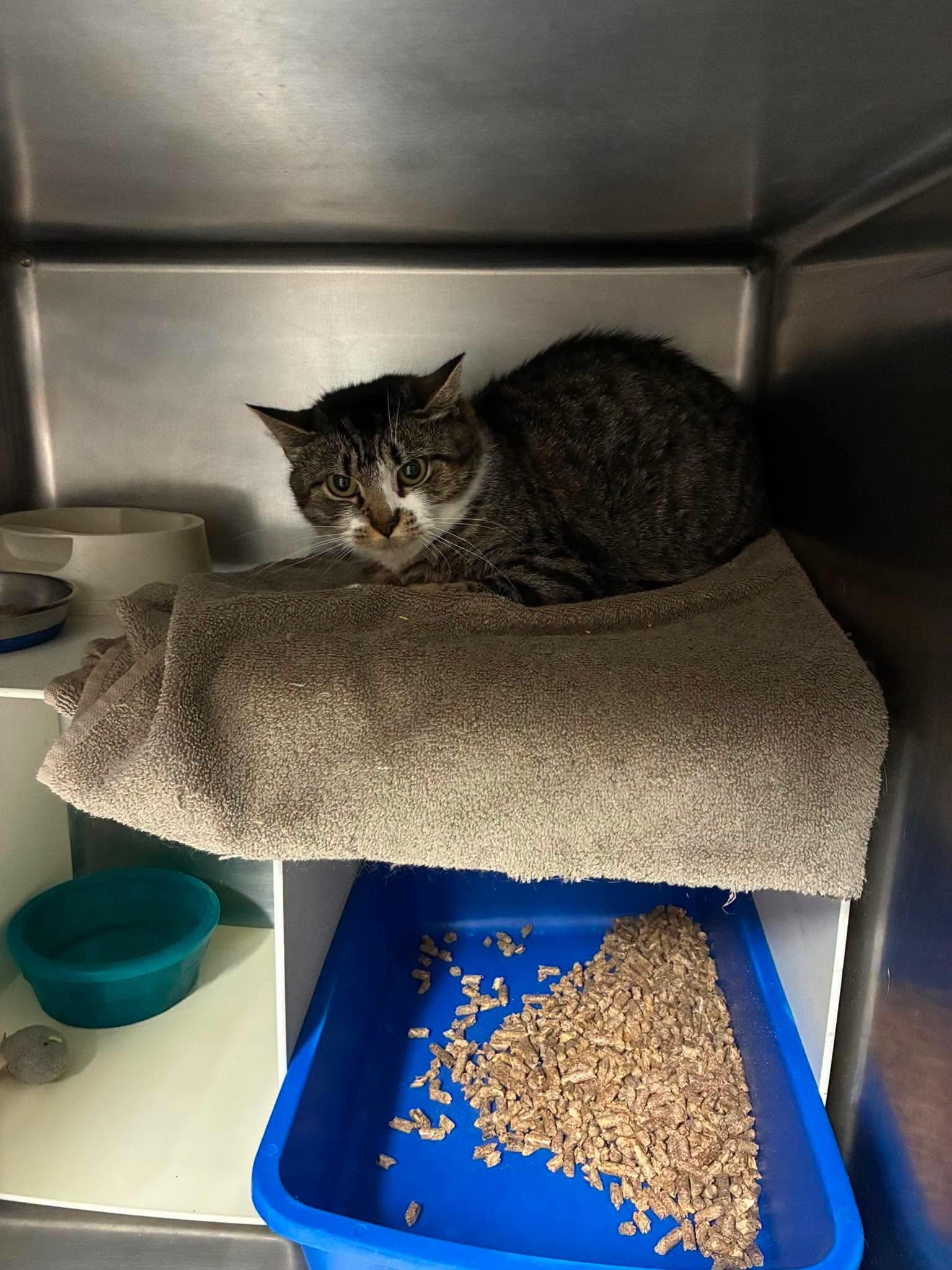 Enlarge Poptart, a Adoptable Domestic Short Hair in Lake Hopatcong, NJ image 2/3