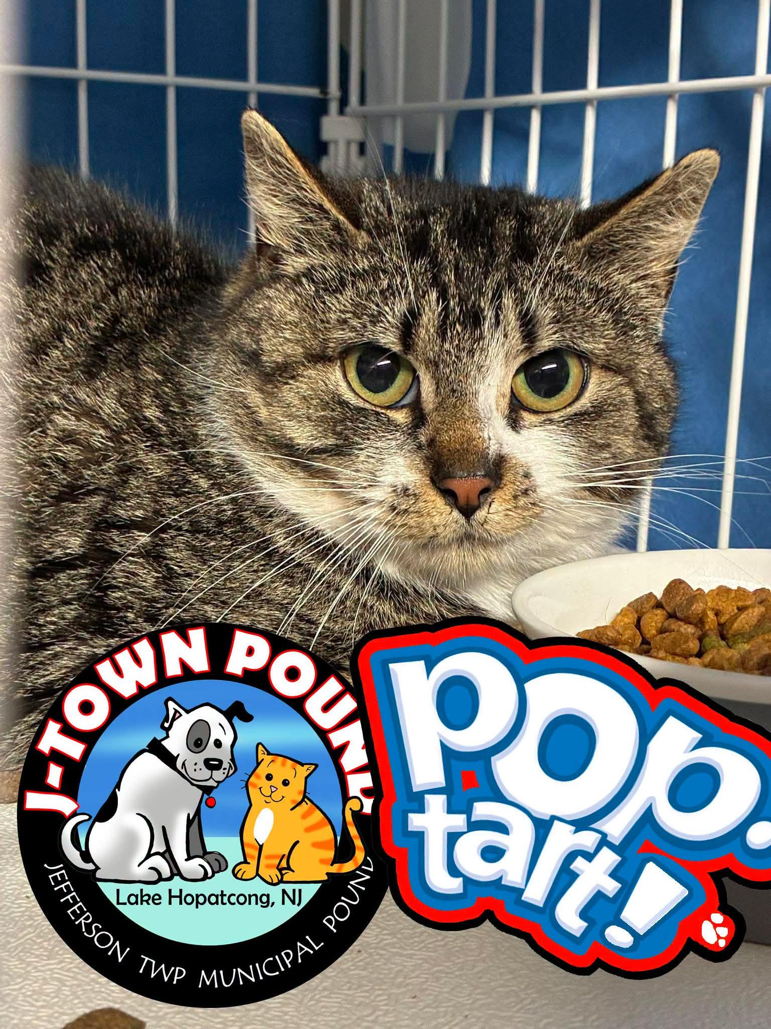 Enlarge Poptart, a Adoptable Domestic Short Hair in Lake Hopatcong, NJ image 1/3