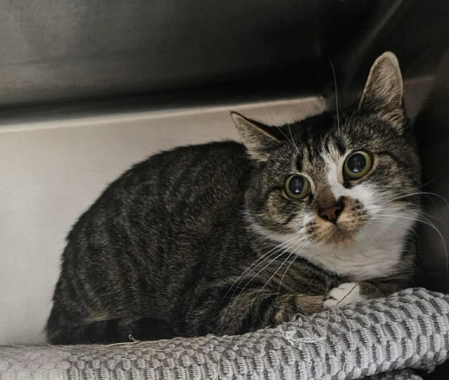 Enlarge Poptart, a Adoptable Domestic Short Hair in Lake Hopatcong, NJ image 3/3