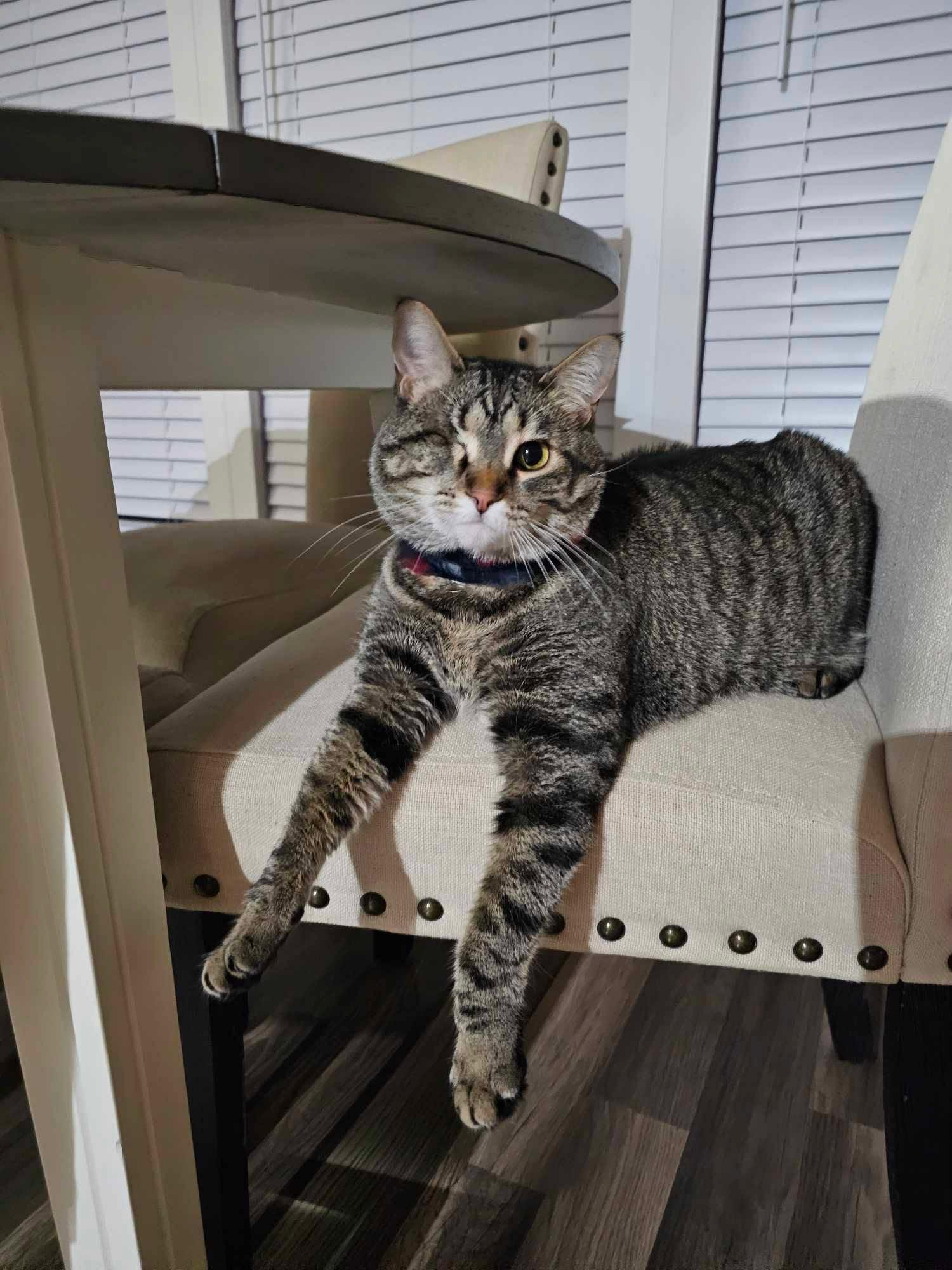 Blender, Adopted, Adult Female Domestic Short Hair.