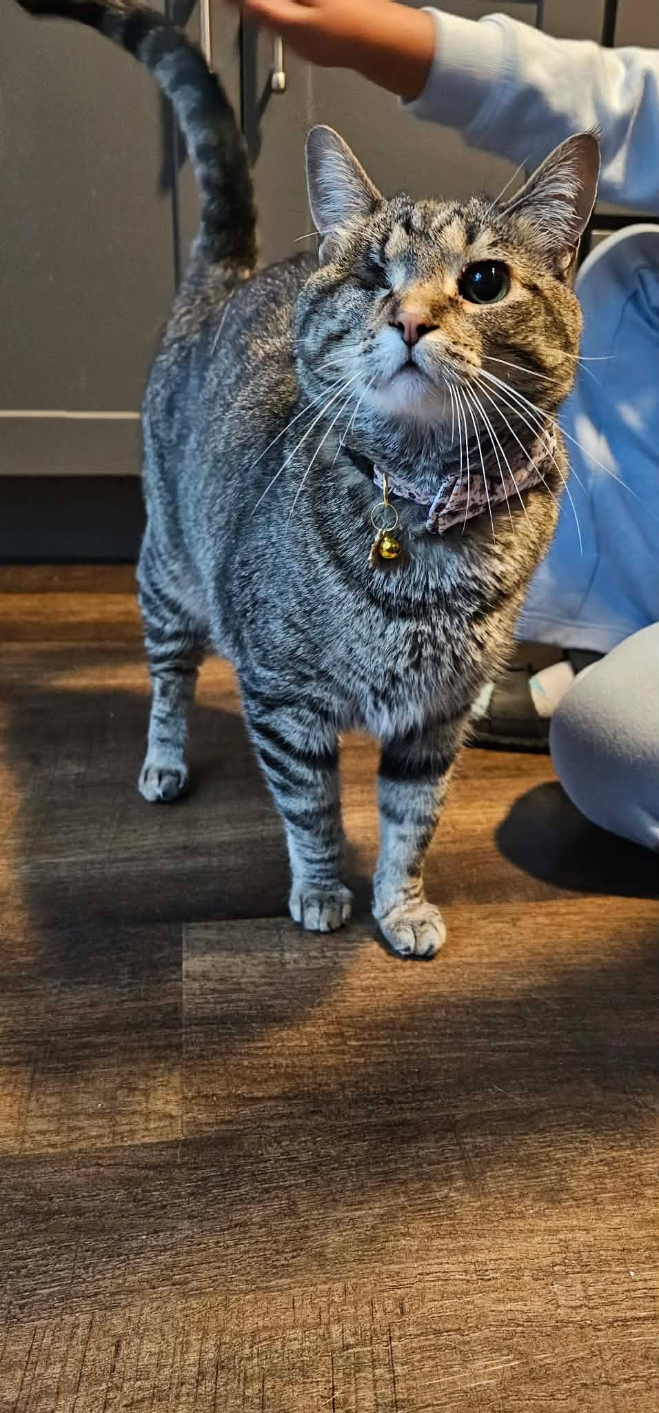 Enlarge Blender, a Adopted Domestic Short Hair in Merrillville, IN image 3/5