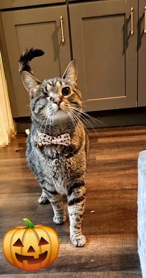 Enlarge Blender, a Adopted Domestic Short Hair in Merrillville, IN image 2/5