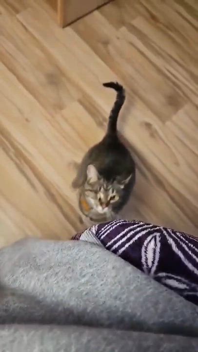Enlarge Blender, a Adopted Domestic Short Hair in Merrillville, IN video 4/5