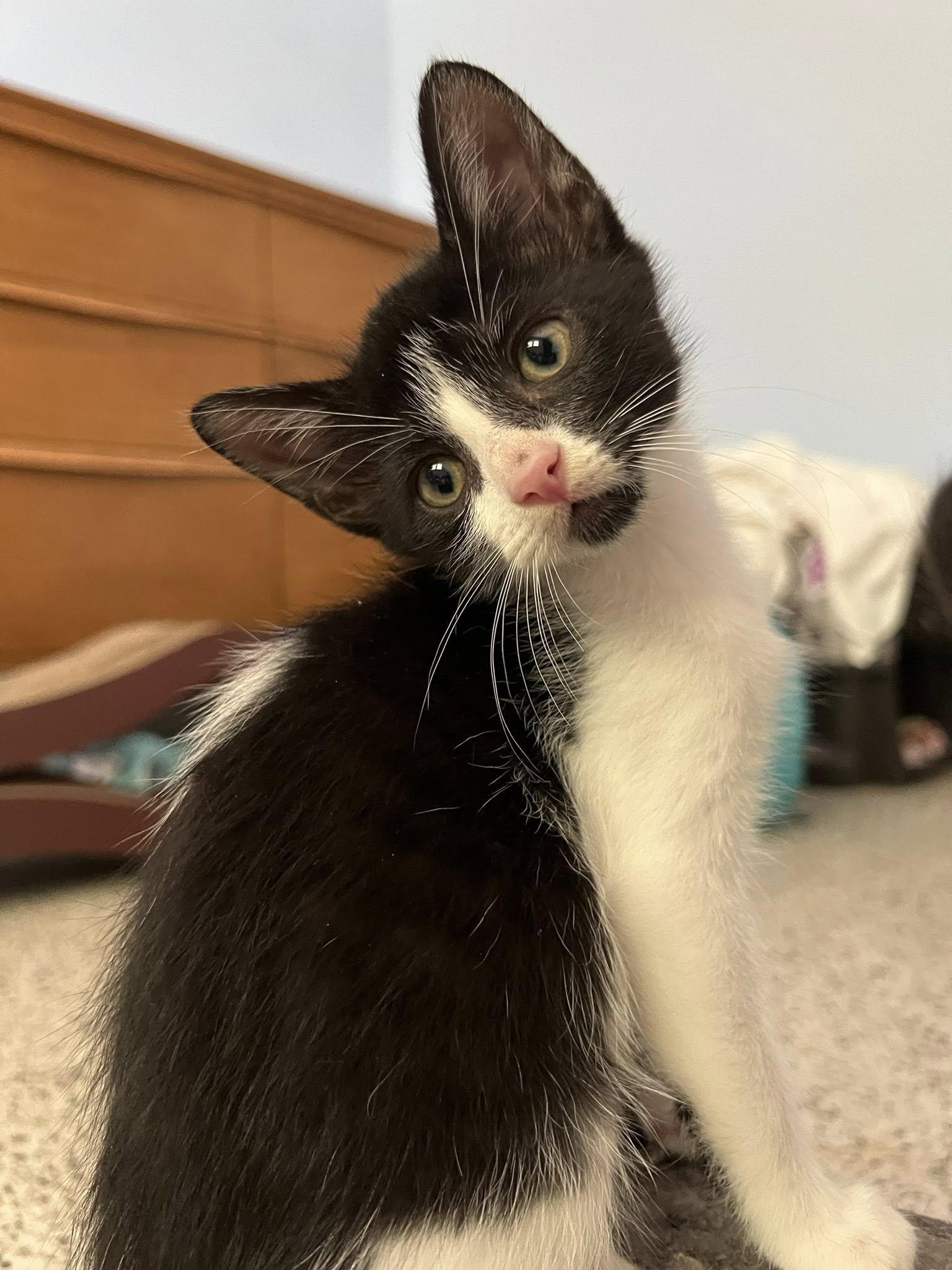TwoSpot, a Adopted Domestic Short Hair in Melbourne, FL image 1/2