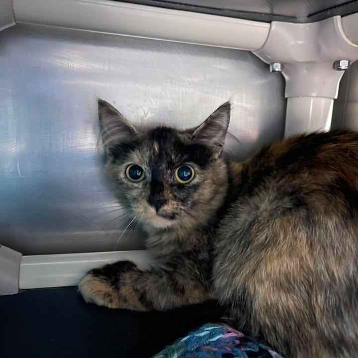 Destiny, Adoptable, Young Female Domestic Medium Hair.