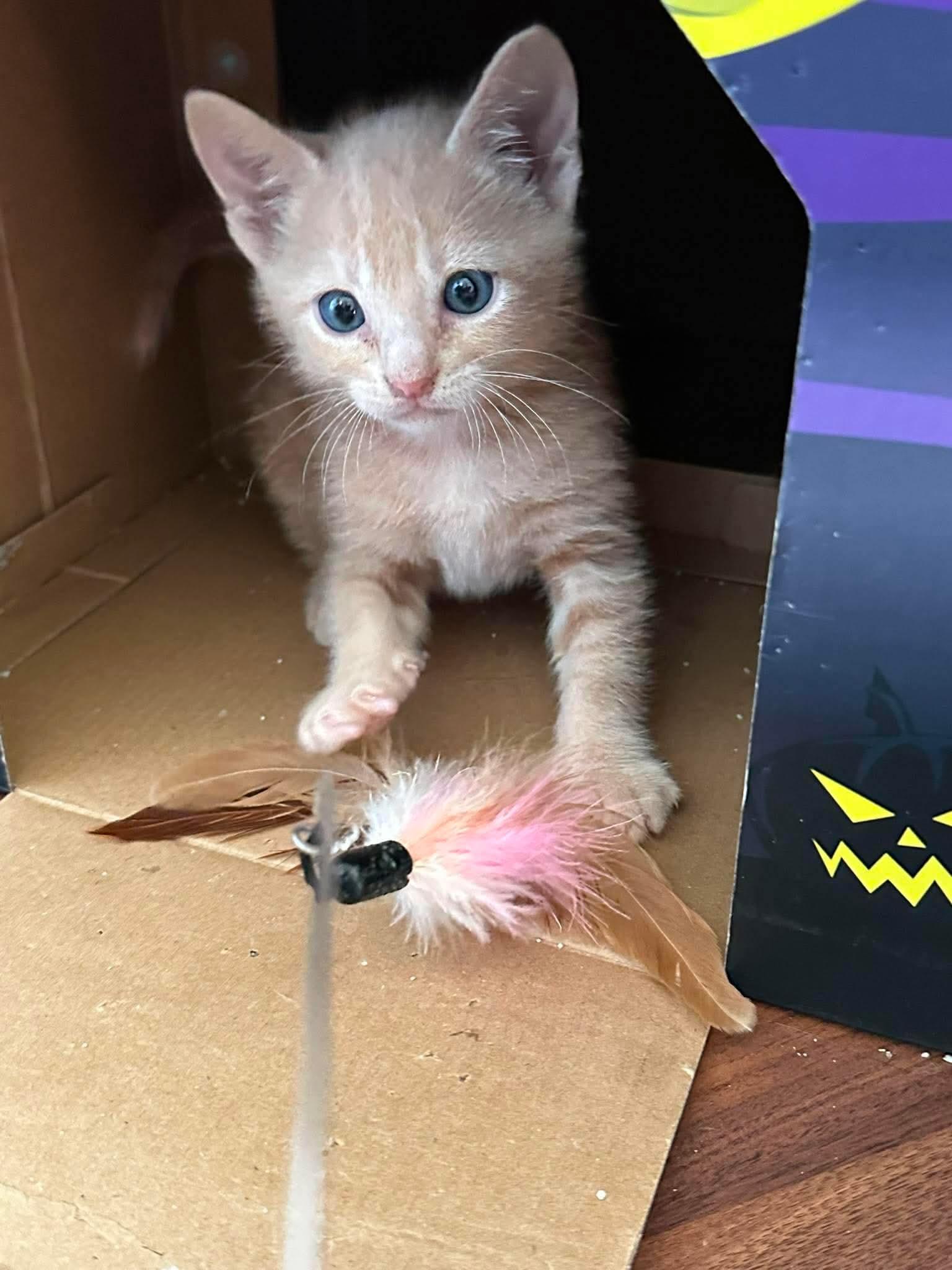 Nugget, ADOPTABLE, Kitten Male Domestic Short Hair.