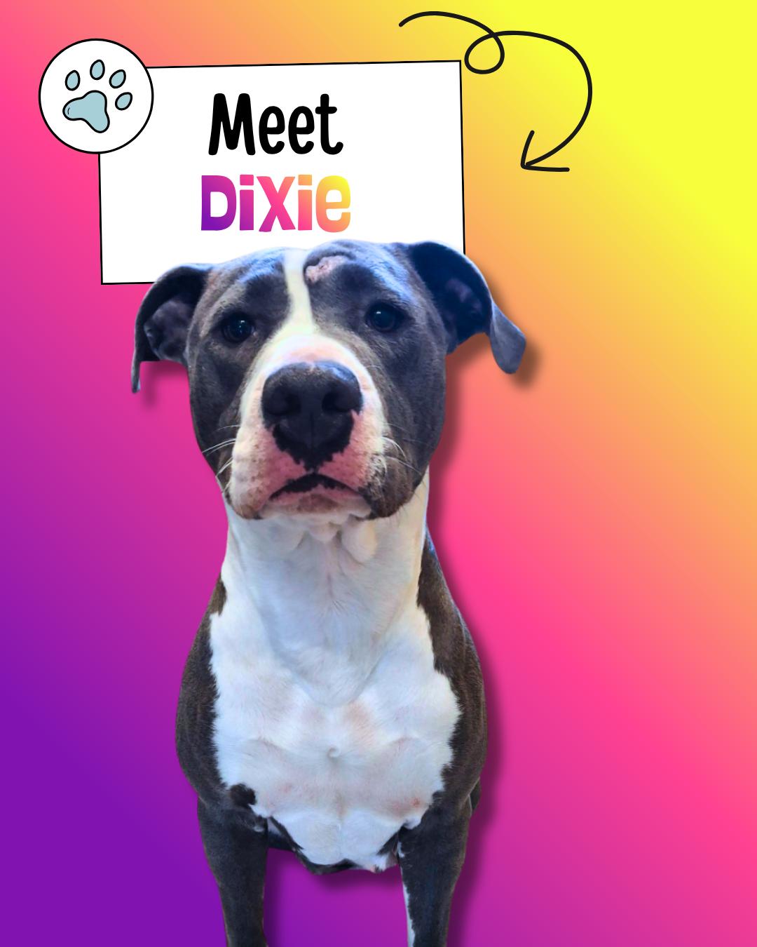 Dixie, ADOPTABLE, Young Female Pit Bull Terrier.