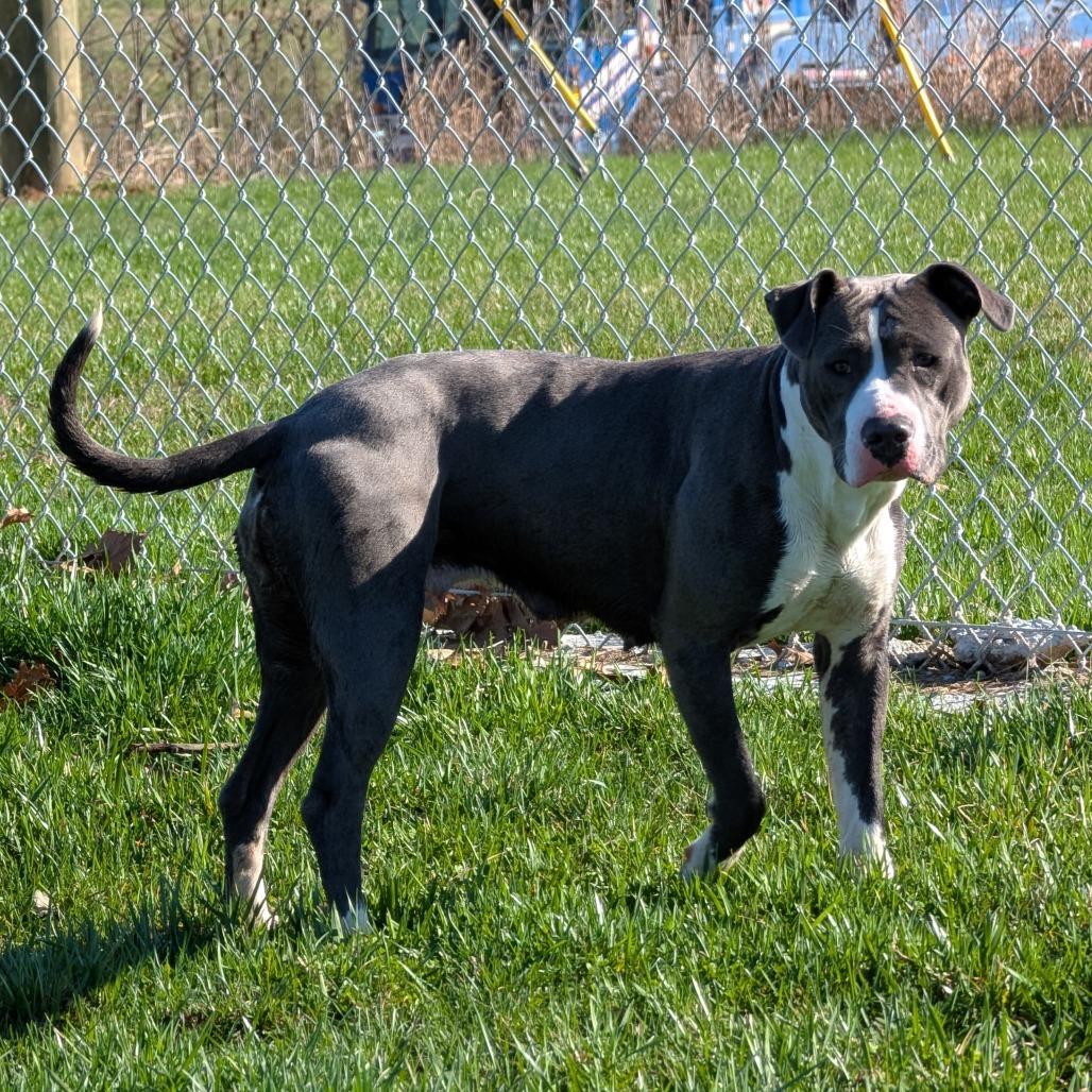 Enlarge Dixie, a ADOPTABLE Pit Bull Terrier in Sulphur, KY image 3/4