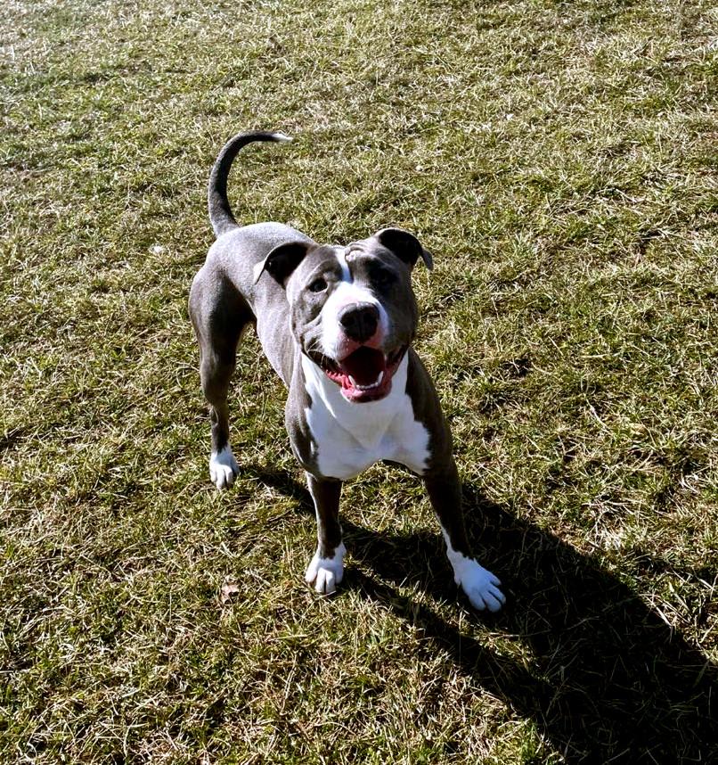 Enlarge Dixie, a ADOPTABLE Pit Bull Terrier in Sulphur, KY image 2/4