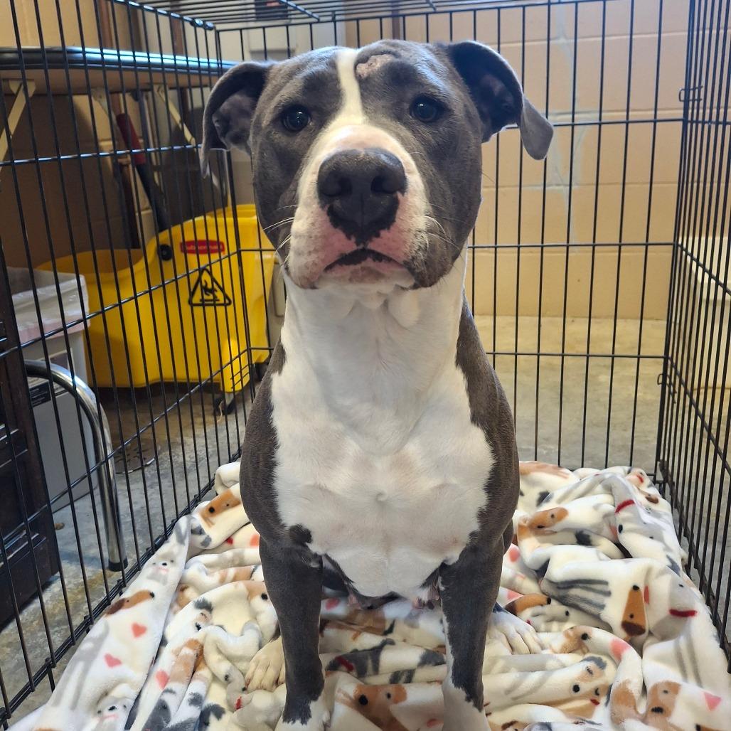 Enlarge Dixie, a ADOPTABLE Pit Bull Terrier in Sulphur, KY image 4/4