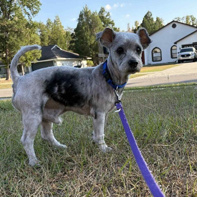 Enlarge Asher, a Adoptable mixed breed in Lutz, FL image 1/6