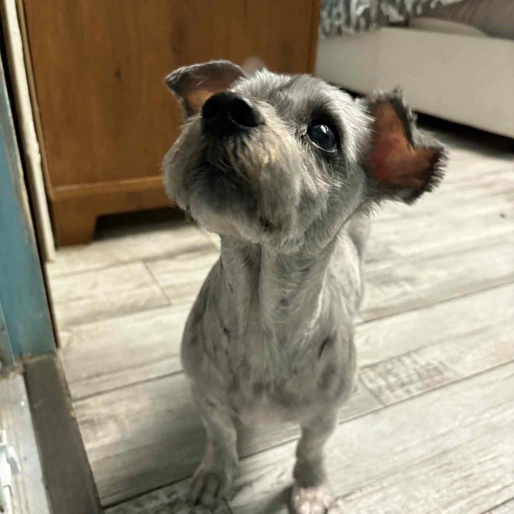 Enlarge Asher, a Adoptable mixed breed in Lutz, FL image 2/6