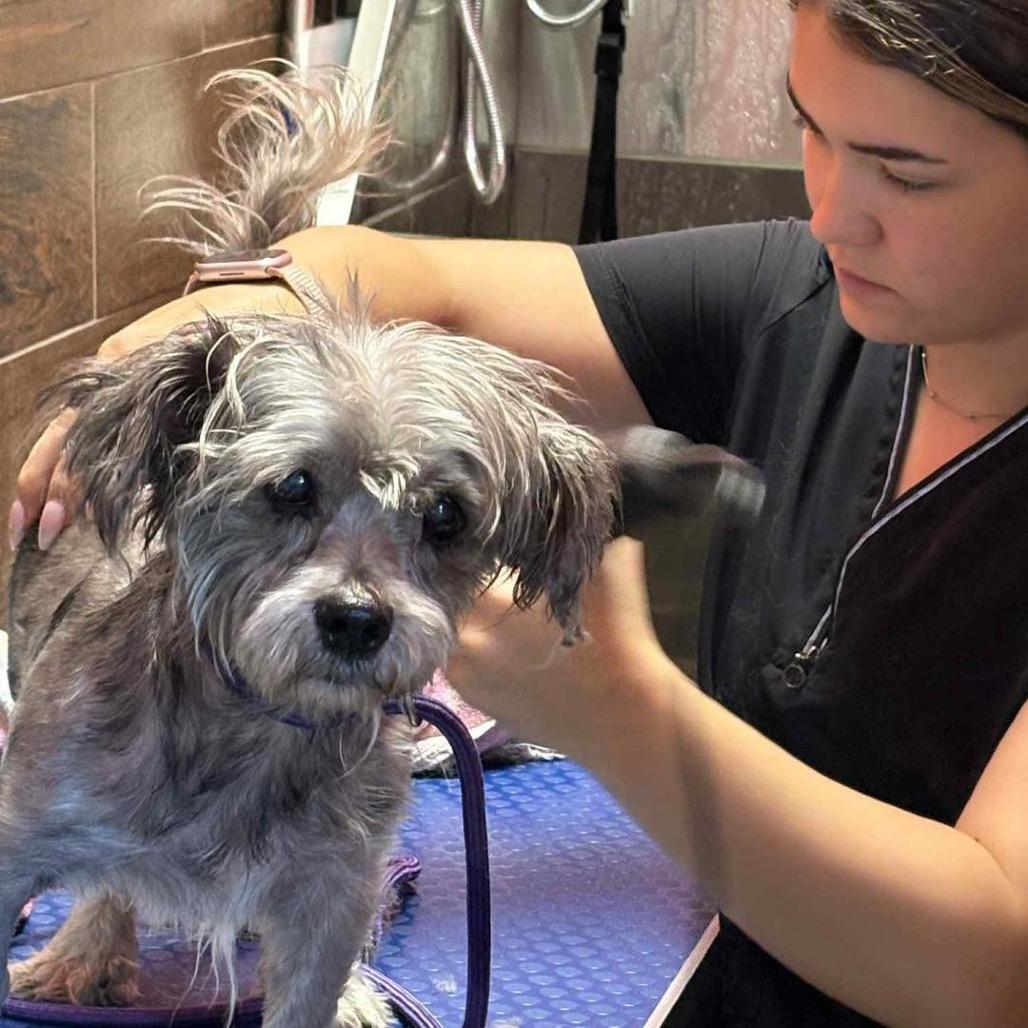 Enlarge Asher, a Adoptable mixed breed in Lutz, FL image 3/6