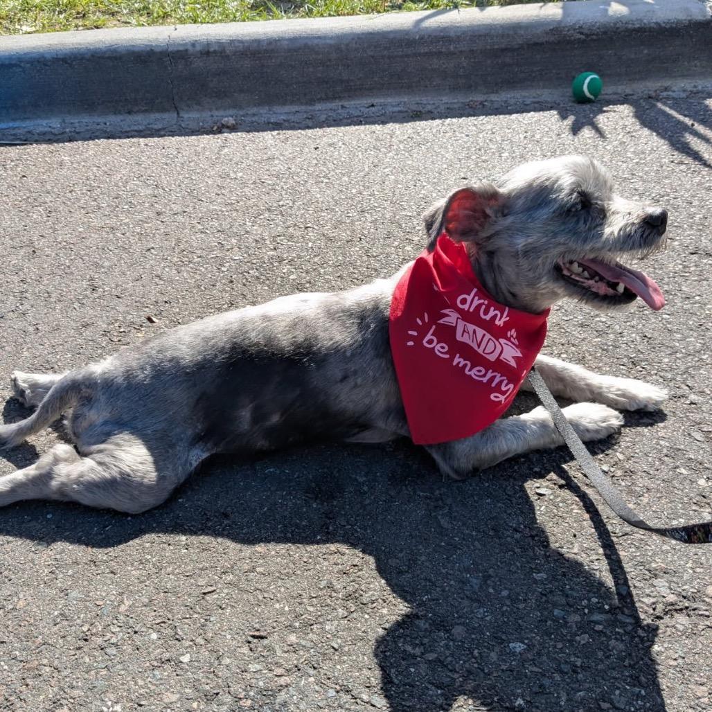 Enlarge Asher, a Adoptable mixed breed in Lutz, FL image 5/6