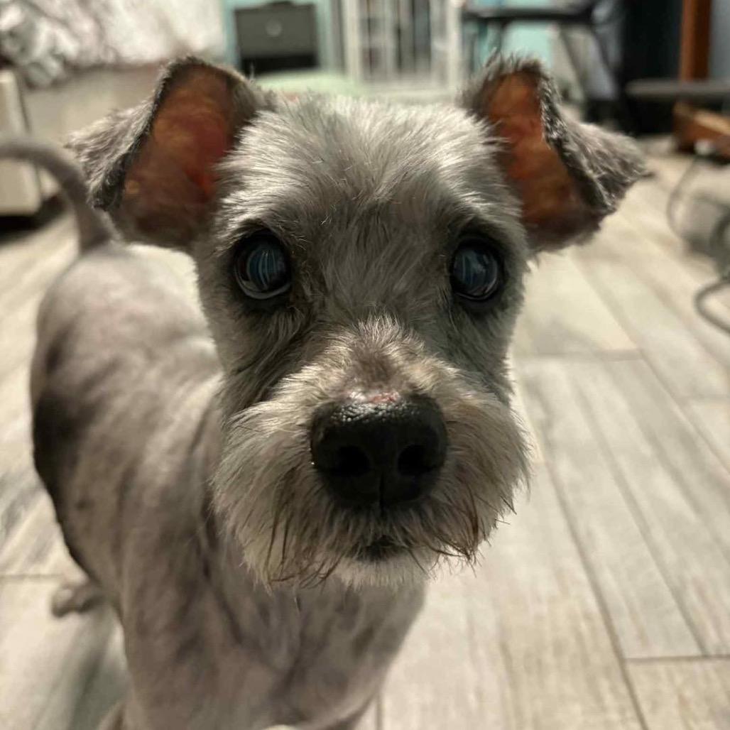 Enlarge Asher, a Adoptable mixed breed in Lutz, FL image 6/6