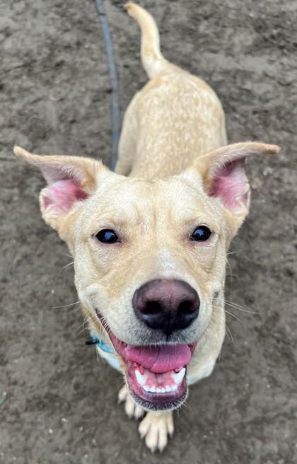 Elsa, Adoptable, Adult Female Mixed Breed & Mixed Breed.