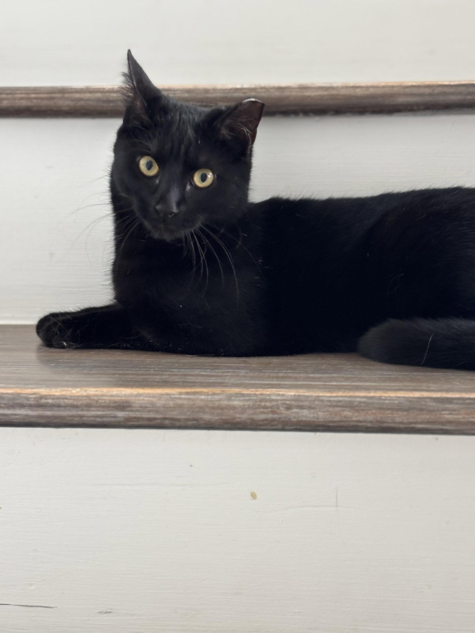 Sassy, Adopted, Adult Female Domestic Short Hair.