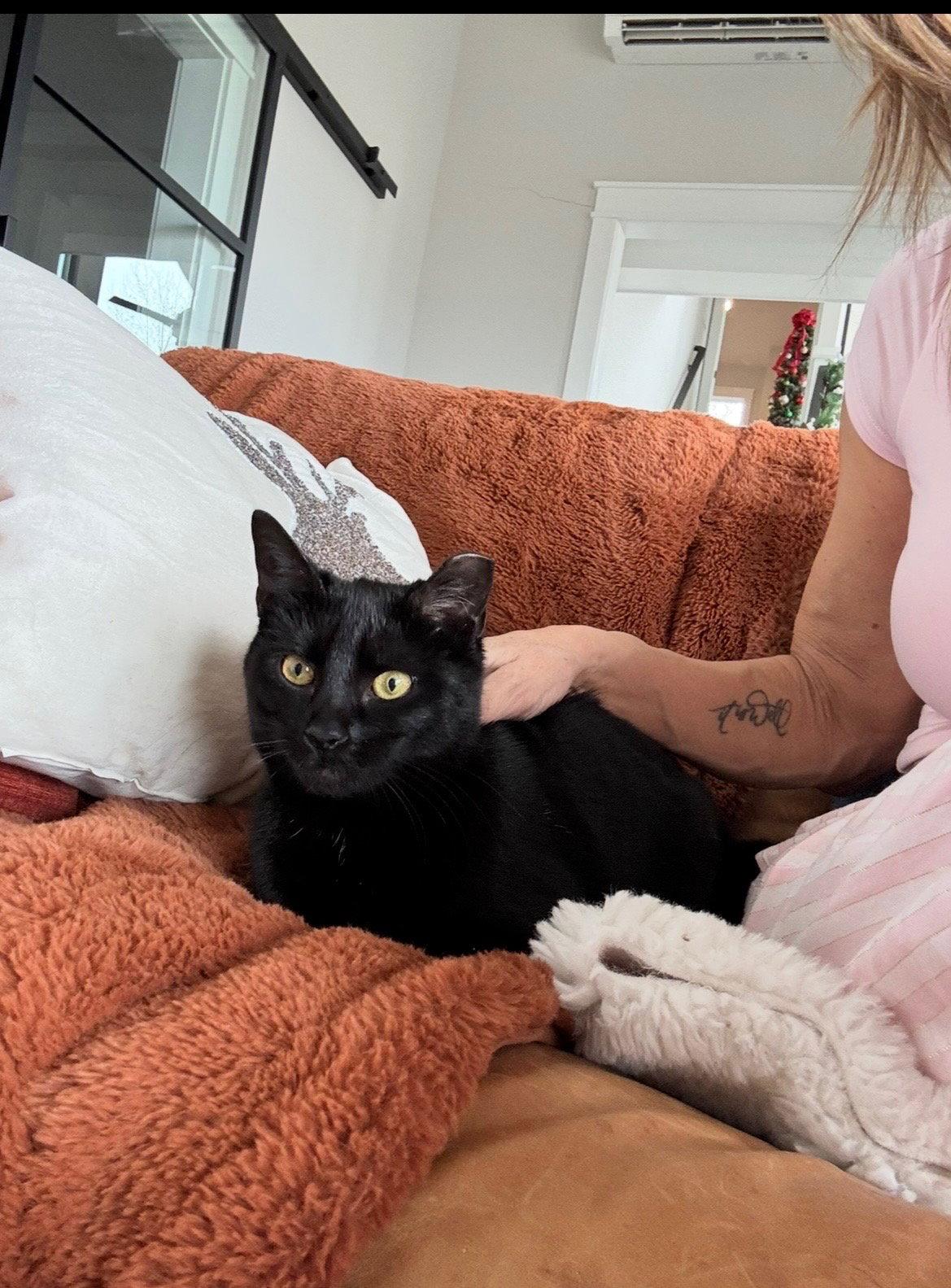 Sassy, a Adopted Domestic Short Hair in King George, VA image 2/2