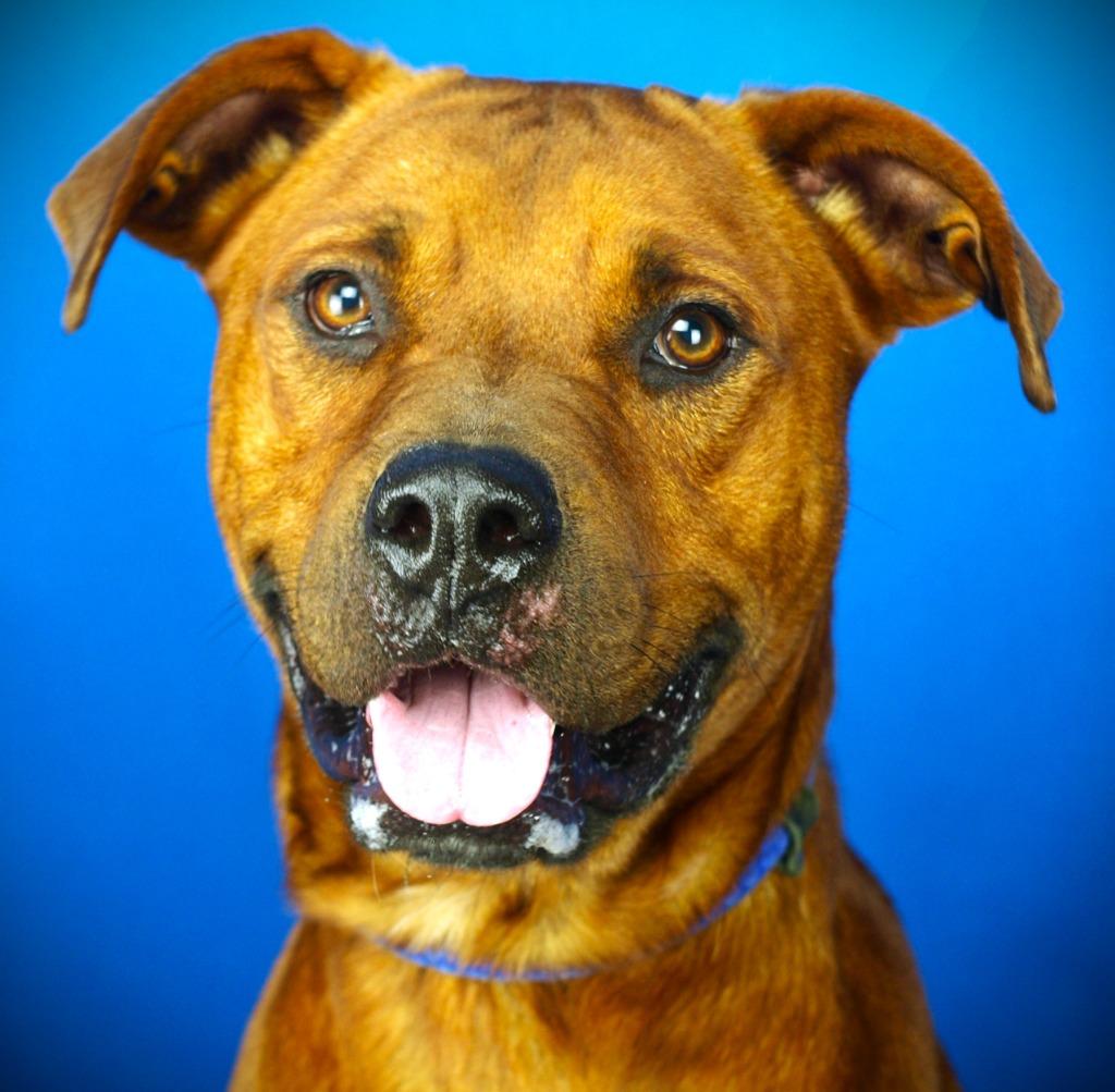 Enlarge Baxter, a Adoptable mixed breed in Denham Springs, LA image 1/3