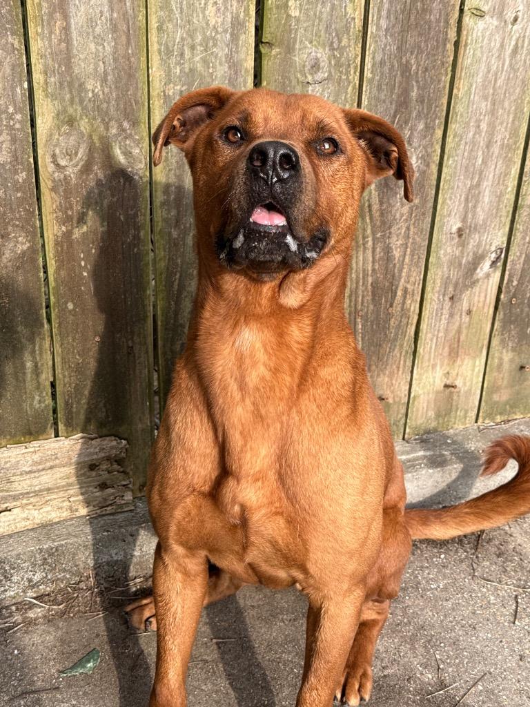 Enlarge Baxter, a Adoptable mixed breed in Denham Springs, LA image 2/3