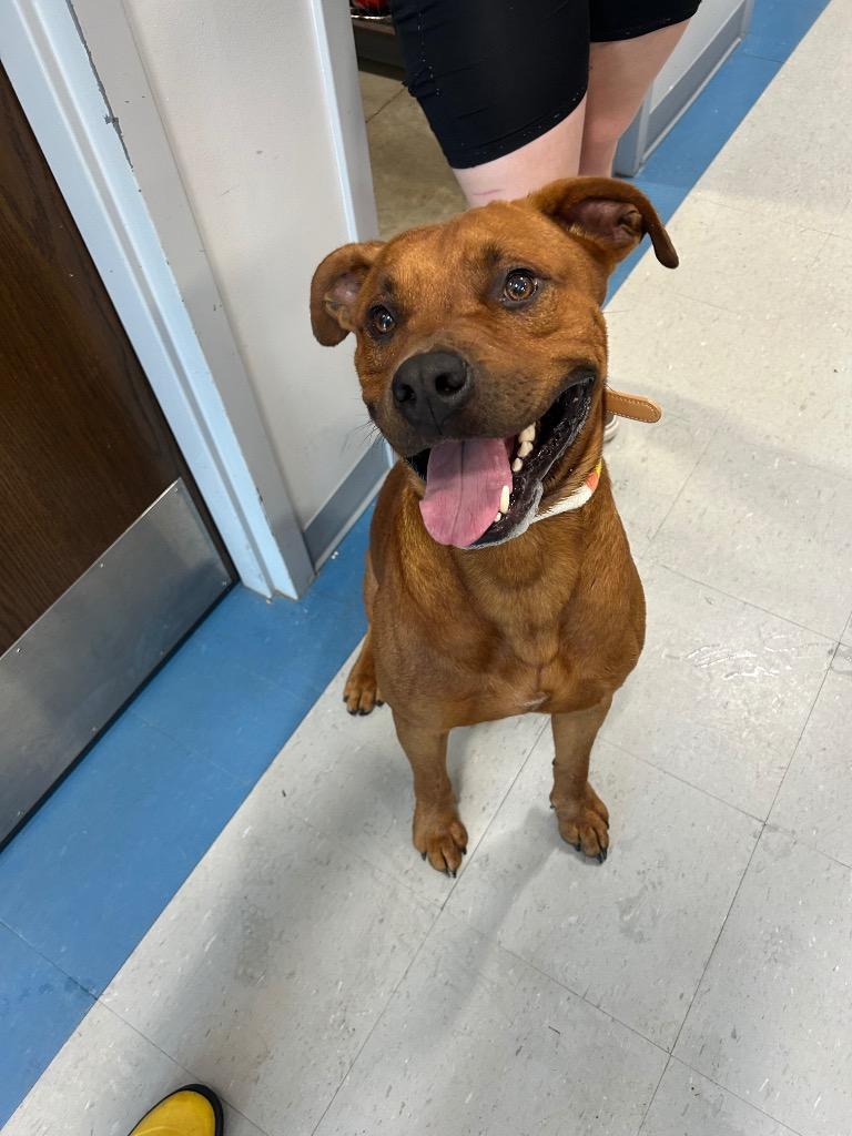 Enlarge Baxter, a Adoptable mixed breed in Denham Springs, LA image 3/3