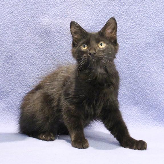 Enlarge Dottie, a ADOPTABLE Domestic Long Hair in Overland Park, KS image 1/2