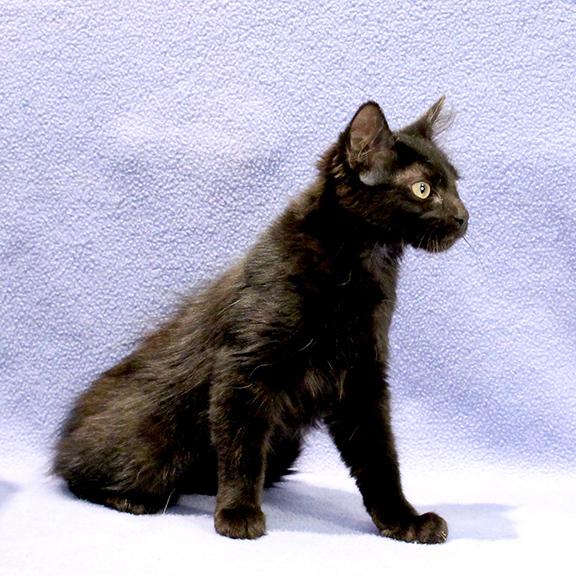 Enlarge Dottie, a ADOPTABLE Domestic Long Hair in Overland Park, KS image 2/2