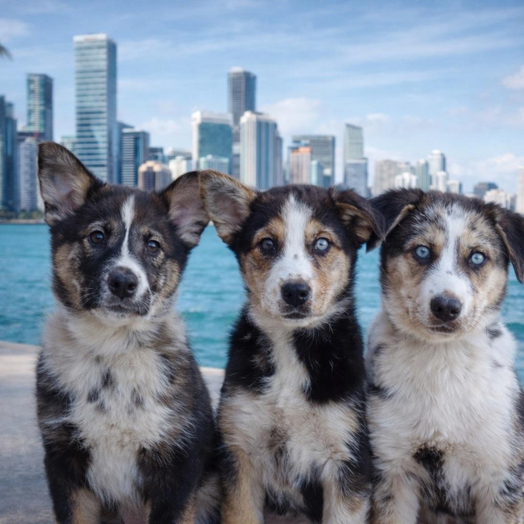 Enlarge Nacho - TRAINED PUPPY , a ADOPTABLE mixed breed in Miami, FL image 2/2