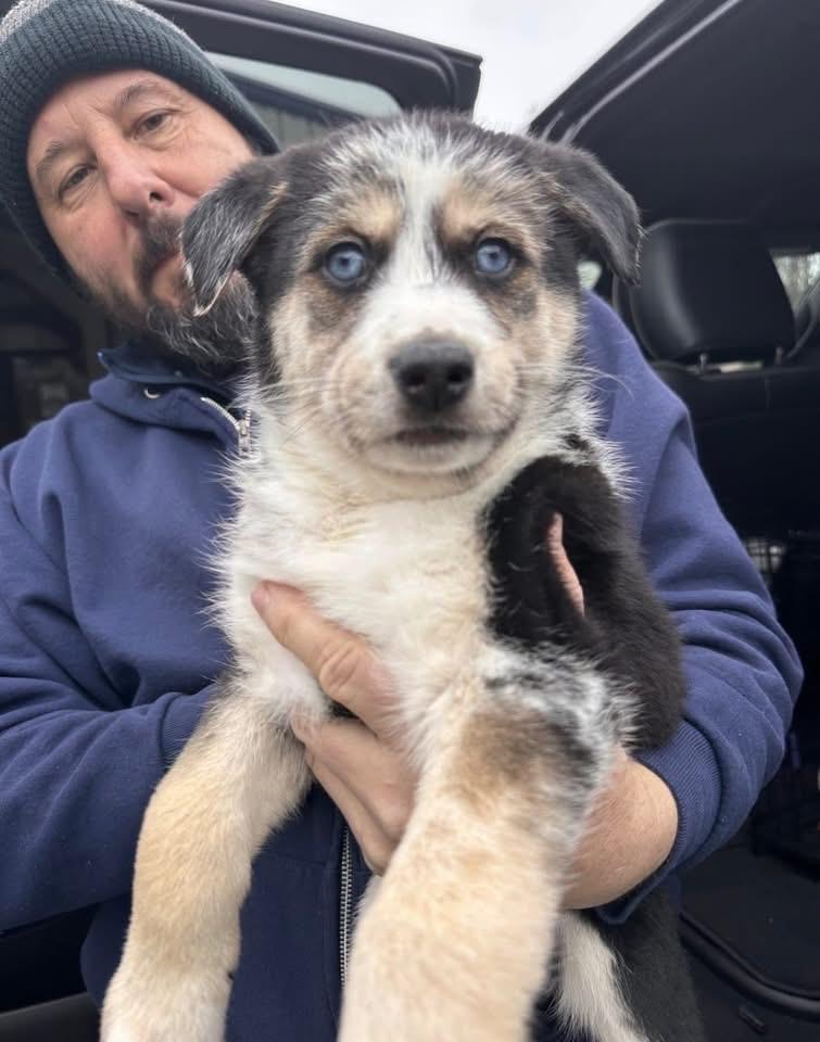 Nacho - TRAINED PUPPY , ADOPTABLE, Puppy Male Australian Cattle Dog / Blue Heeler & German Shepherd Dog.
