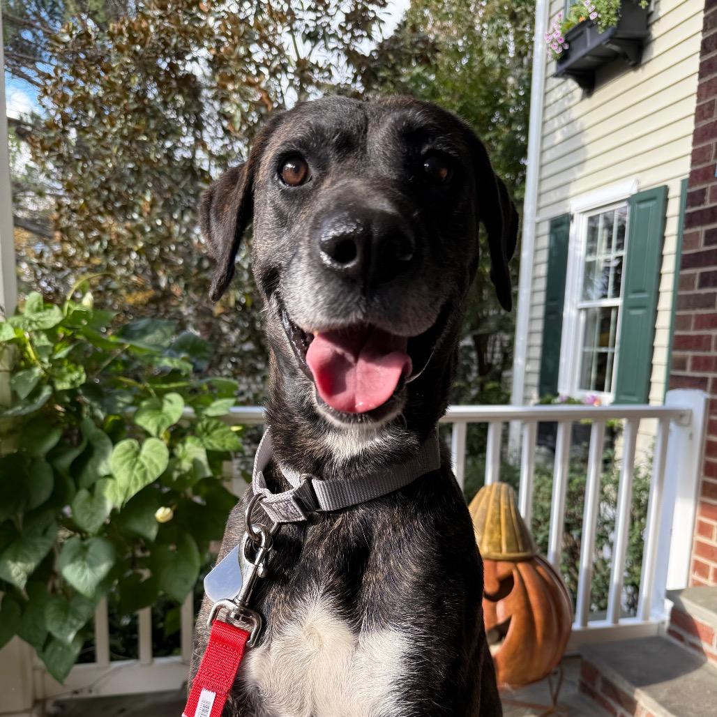 Enlarge Missy, a Adoptable mixed breed in Fairfax, VA image 4/6