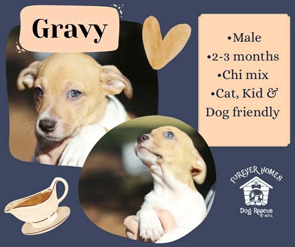 Gravy, adopted, Puppy Male Chihuahua.